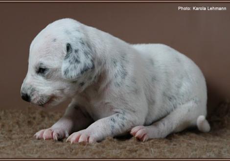 Impressions 2. week of life Christi ORMOND J - Litter