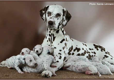 Christi ORMOND Everest Maxima with her Christi ORMOND J - Litter 2nd week of life