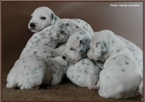 Impressions 2. week of life Christi ORMOND J - Litter