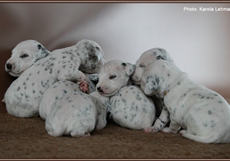 Impressions 2. week of life Christi ORMOND J - Litter