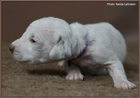 Impressions 2. week of life Christi ORMOND J - Litter