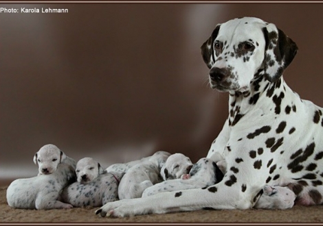 Christi ORMOND Everest Maxima with her Christi ORMOND J - Litter 2nd week of life