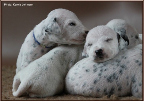 Impressions 2. week of life Christi ORMOND J - Litter