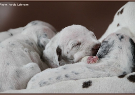 Impressions 2. week of life Christi ORMOND J - Litter