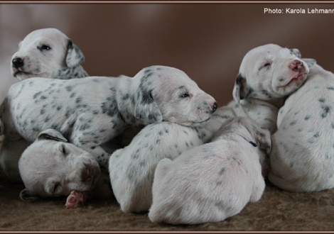 Impressions 2. week of life Christi ORMOND J - Litter