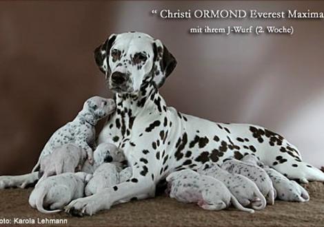 Christi ORMOND Everest Maxima with her Christi ORMOND J - Litter 2nd week of life