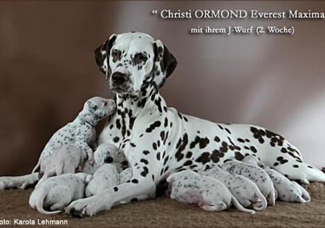 Christi ORMOND Everest Maxima mit ihrem Christi ORMOND J - Wurf 2. Lebenswoche