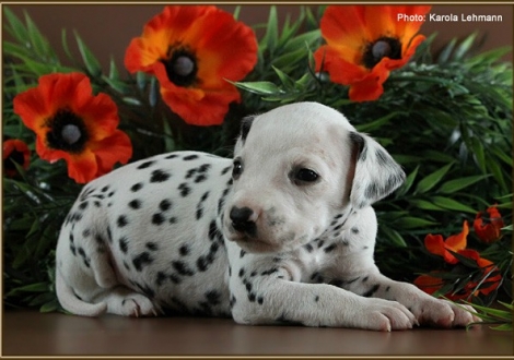 Male No. 3 / Collar blue (colour white - black)