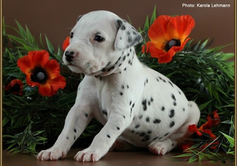 Female No. 5 / Collar orange (colour white - black)
