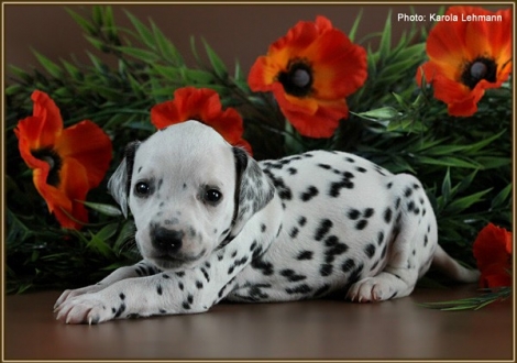 Female No. 8 / Collar pink (colour white - black)
