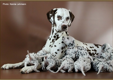Christi ORMOND Everest Maxima with her Christi ORMOND J - Litter 3rd week of life
