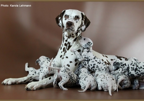 Christi ORMOND Everest Maxima with her Christi ORMOND J - Litter 3rd week of life