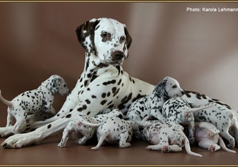Christi ORMOND Everest Maxima with her Christi ORMOND J - Litter 3rd week of life