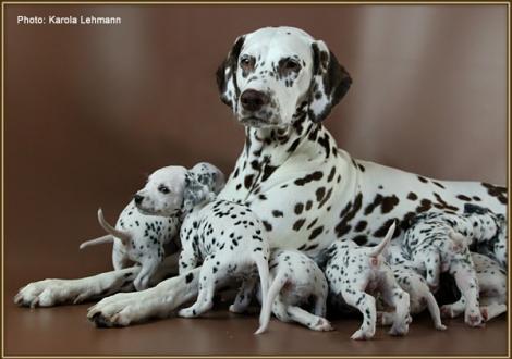 Christi ORMOND Everest Maxima with her Christi ORMOND J - Litter 3rd week of life
