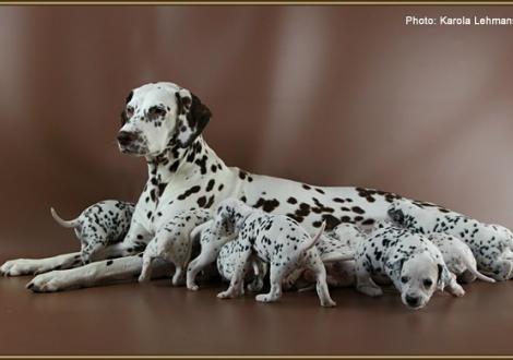 Christi ORMOND Everest Maxima with her Christi ORMOND J - Litter 3rd week of life