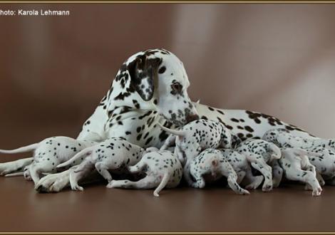 Christi ORMOND Everest Maxima with her Christi ORMOND J - Litter 3rd week of life