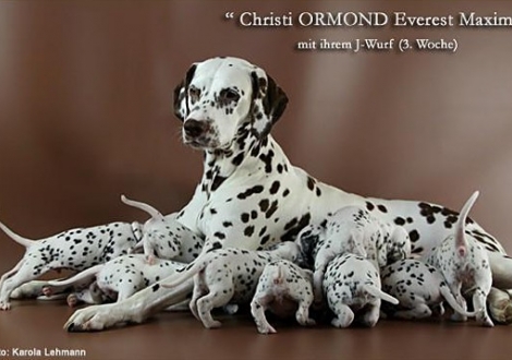Christi ORMOND Everest Maxima with her Christi ORMOND J - Litter 3rd week of life