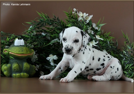 Male No. 1 / without Collar (colour white - black)