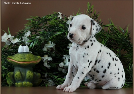 Female No. 5 / Collar orange (colour white - black)
