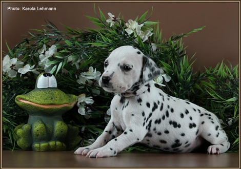 Female No. 6 / Collar light green (colour white - black)