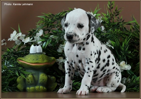Female No. 8 / Collar pink (colour white - black)