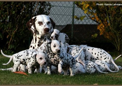 Christi ORMOND Everest Maxima with her Christi ORMOND J - Litter 4th week of life