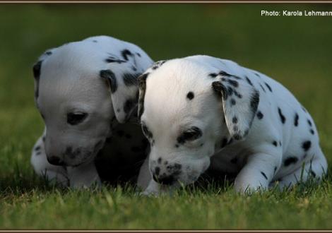 Impressions 4th week of life Christi ORMOND J - Litter