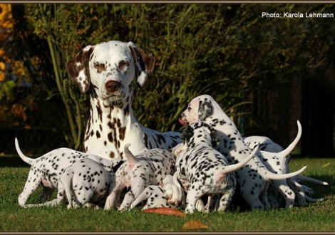 Christi ORMOND Everest Maxima with her Christi ORMOND J - Litter 4th week of life