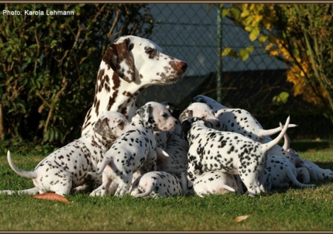 Christi ORMOND Everest Maxima with her Christi ORMOND J - Litter 4th week of life