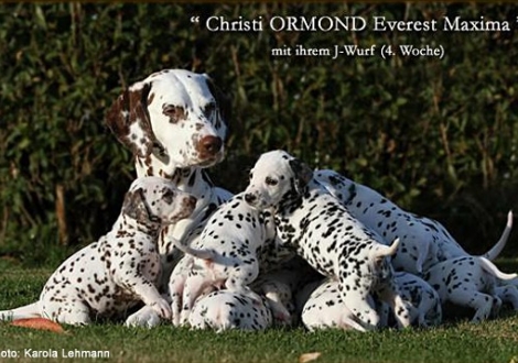 Christi ORMOND Everest Maxima mit ihrem Christi ORMOND J - Wurf 4. Lebenswoche