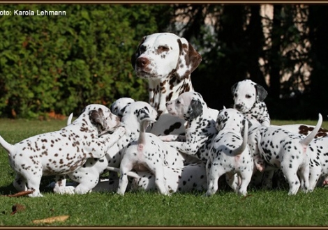 Christi ORMOND Everest Maxima mit ihrem Christi ORMOND J - Wurf 5. Lebenswoche