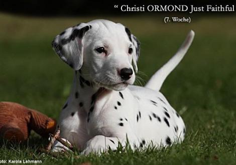 Christi ORMOND J - Litter 7th week of life