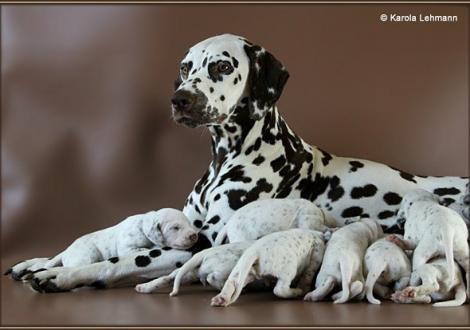 Christi ORMOND First Fairytale with her Christi ORMOND K - Litter 2nd week of life