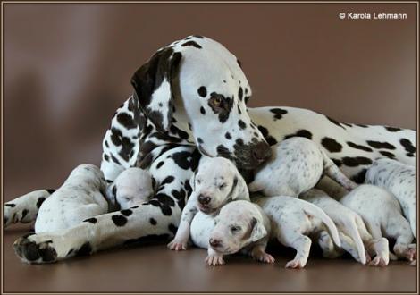 Christi ORMOND First Fairytale with her Christi ORMOND K - Litter 2nd week of life