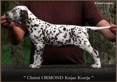 5. Prince (Knjaz) - Collar gray, Christi ORMOND Knjaz Kostja