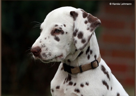 4. Princess (Knjazjouna) - Collar beige, Christi ORMOND Knjazjouna Katjana