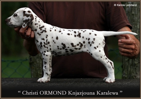 8. Prinzessin (Knjazjouna) - Halsband Schwarz, Christi ORMOND Knjazjouna Karalewa