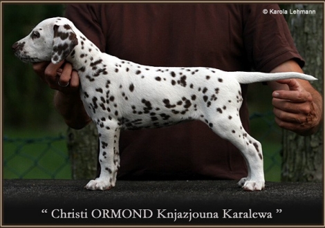 8. Princess (Knjazjouna) - Collar black, Christi ORMOND Knjazjouna Karalewa