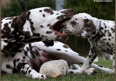 Christi ORMOND First Fairytale with her Christi ORMOND K - Litter 6th week of life