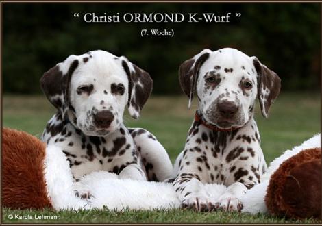 Impressionen 7. Lebenswoche Christi ORMOND K - Wurf