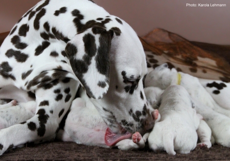 Christi ORMOND Goddess of Victory with her Christi ORMOND L - Litter 2nd week of life