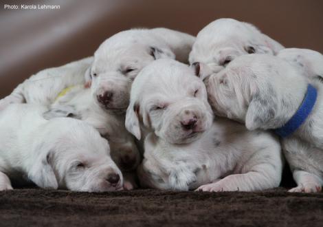 Photo Impressions Christi ORMOND L - Litter