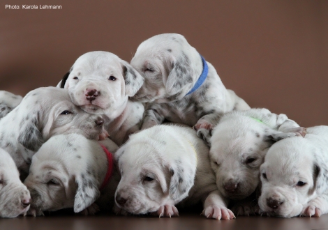 Photo Impressions Christi ORMOND L - Litter