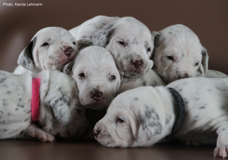 Photo Impressions Christi ORMOND L - Litter