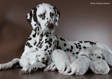 Christi ORMOND Goddess of Victory with her Christi ORMOND L - Litter 3rd week of life