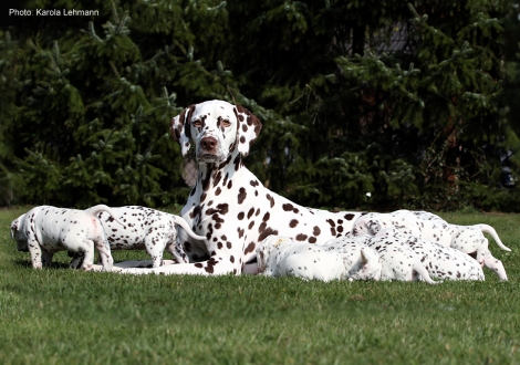 Christi ORMOND Goddess of Victory with her Christi ORMOND L - Litter 4th week of life