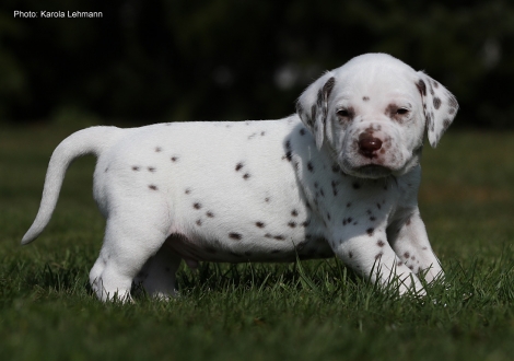 Yellow Collar (male)