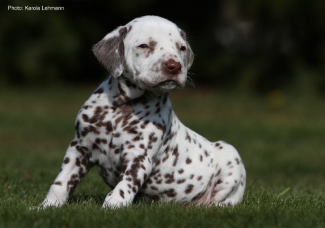 Without Collar (male)