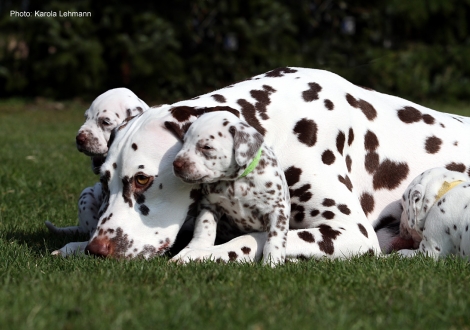 Photo Impressions Christi ORMOND L - Litter