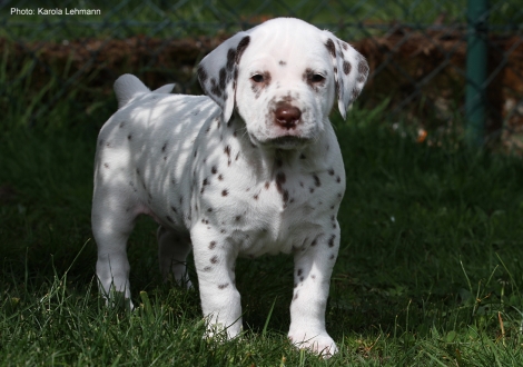 Christi ORMOND Lemon Spice - Yellow Collar (male)